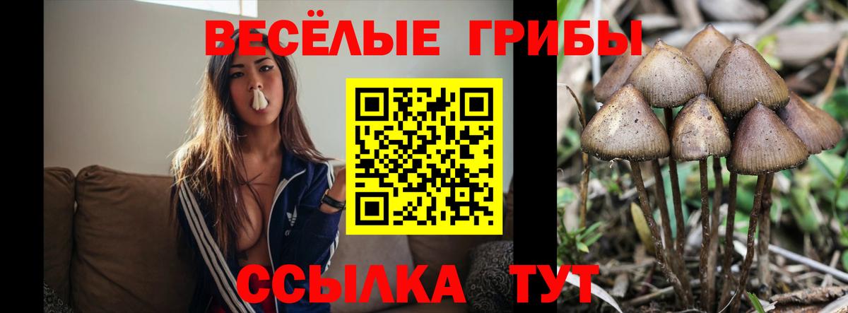 Галлюциногенные грибы Cubensis  Вход с VPN  Чехов 